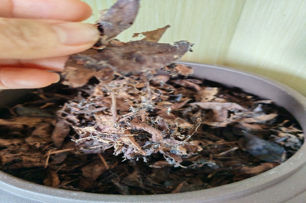 探秘六堡茶：从源头到茶杯，山塘岐品牌带您品味正宗梧州风味