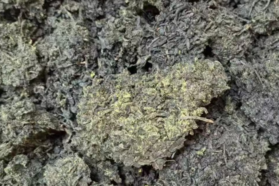 寻源六堡茶千年本味，走进核心产区山塘岐的茶香世界