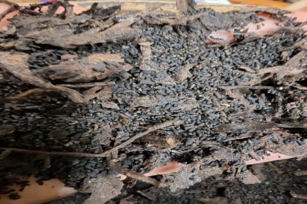 山塘岐六堡茶｜承千年茶脉，守三代匠心，做正宗核心产区六堡茶源头批发厂家